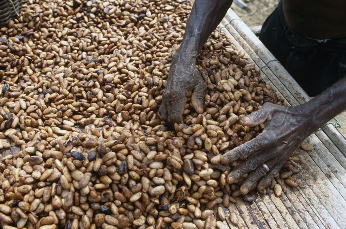 Cocoa, Coffee Pace Weekly Declines on Signs of Ample Inventory Bloomberg