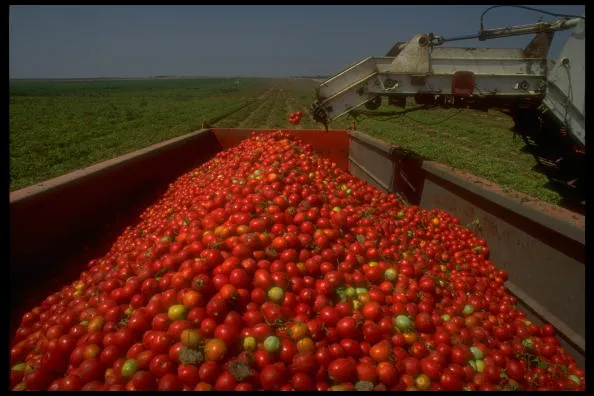 California's bounty.
