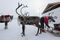 Reindeer in eastern Siberia.