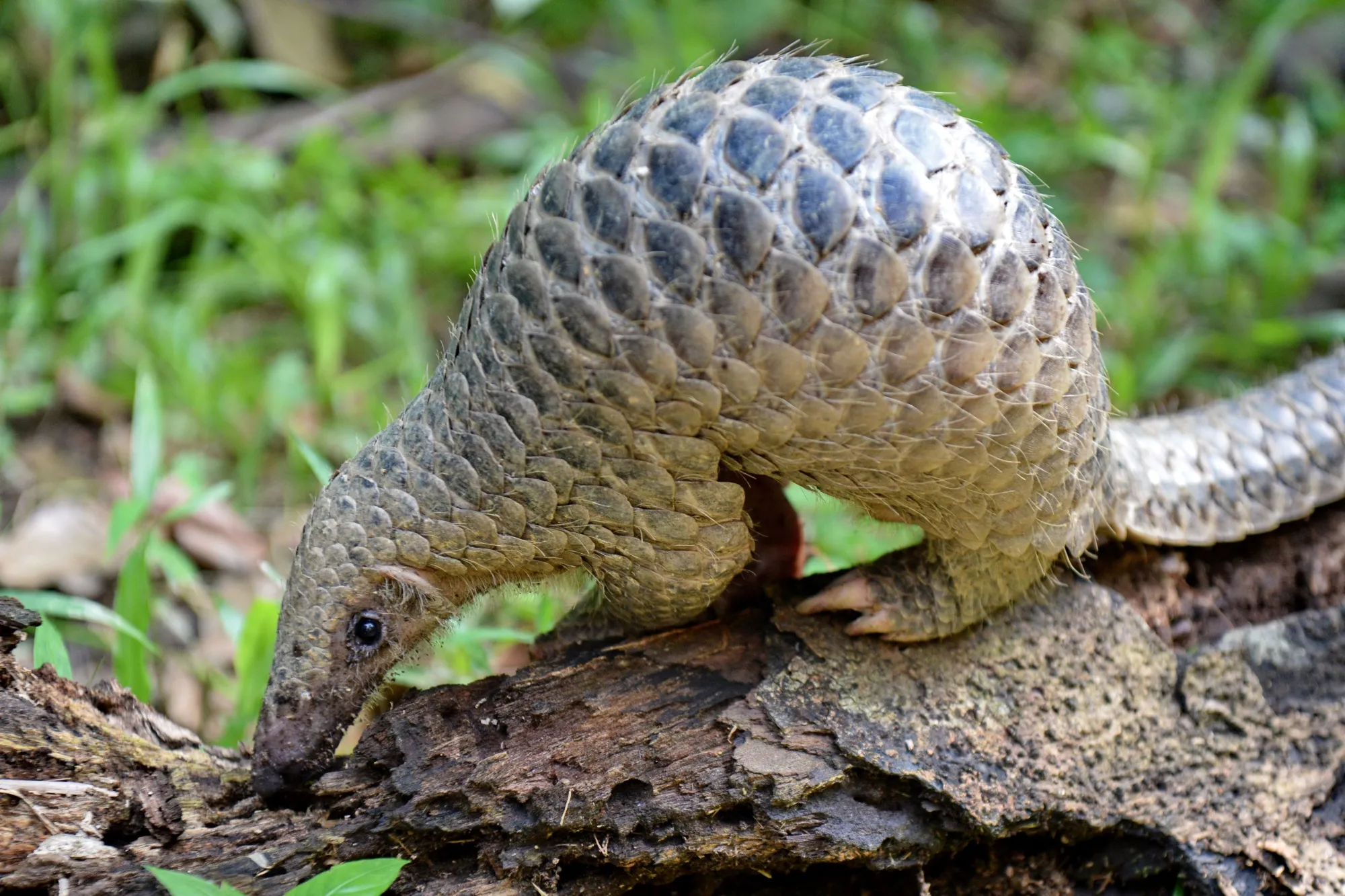 This Singapore Road Lets Pangolins, Mousedeers Cross Safely - Bloomberg