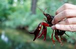 Red swamp crayfish are getting cosy in Delft.