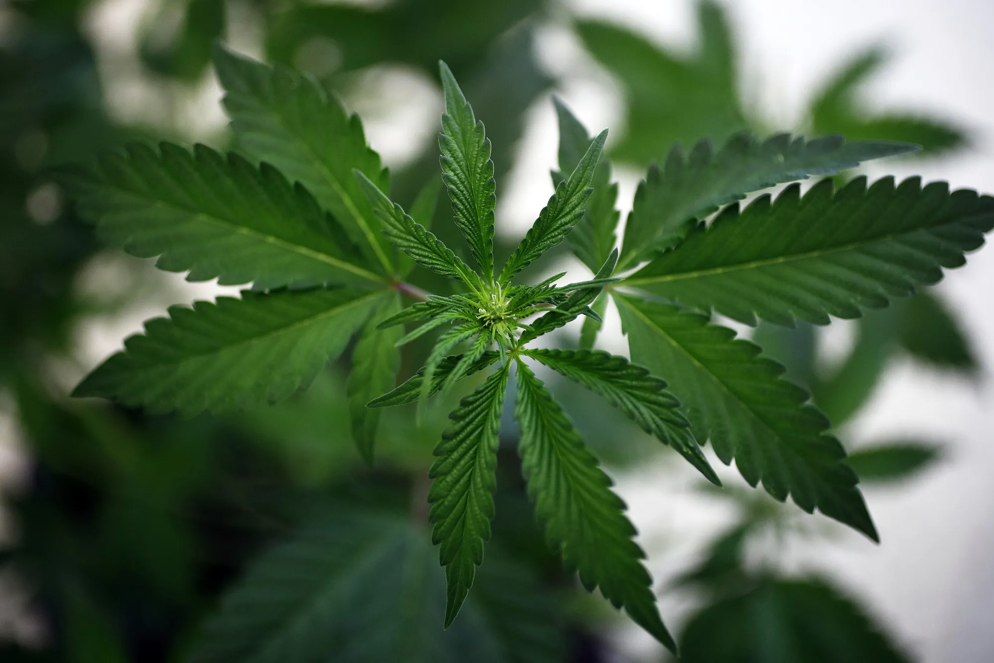 A Swiss Startup Is Pumping Out Legal Hashish