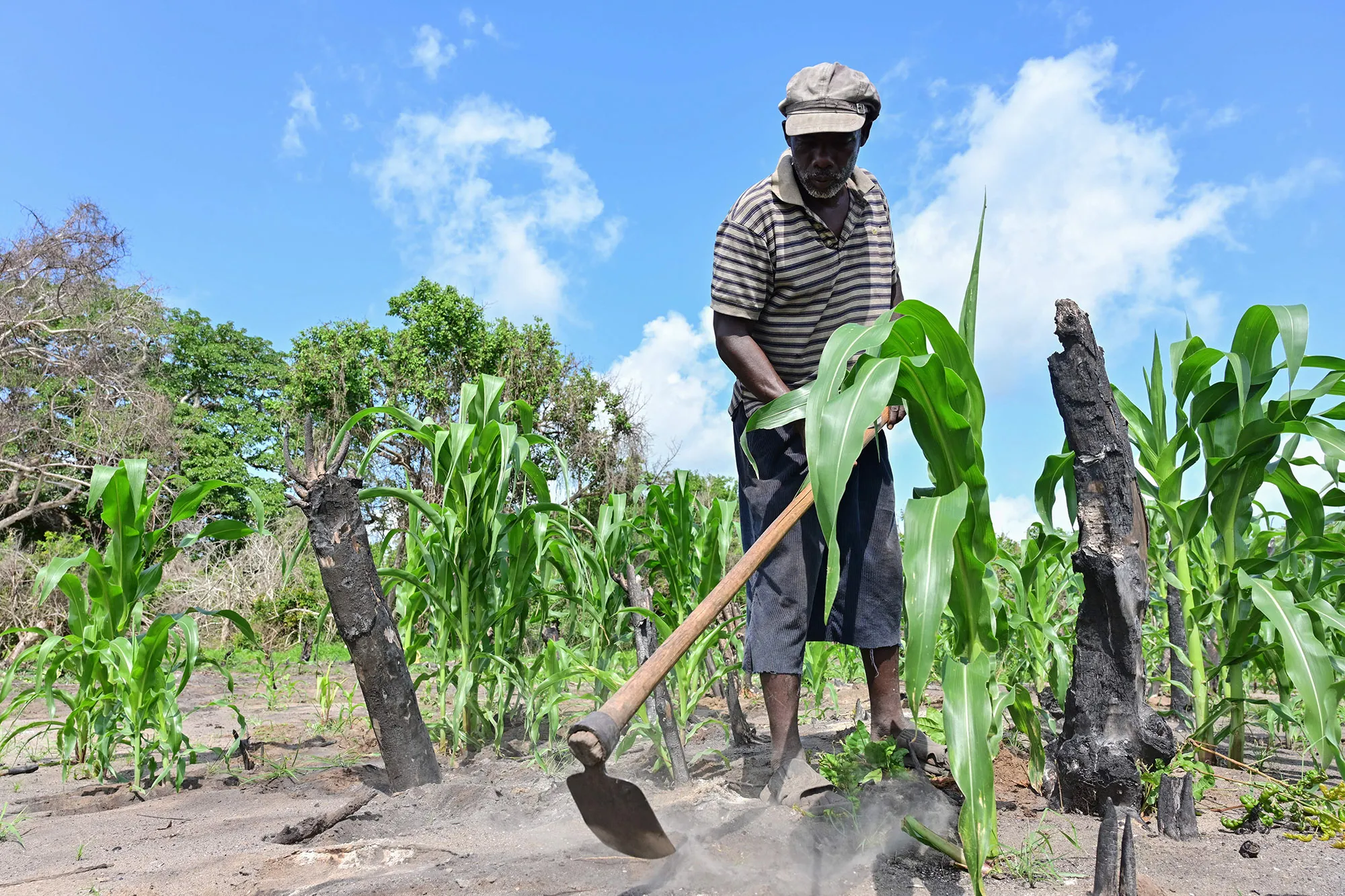 A farmer tends to his corn crop in Kwasasi, Kenya.
