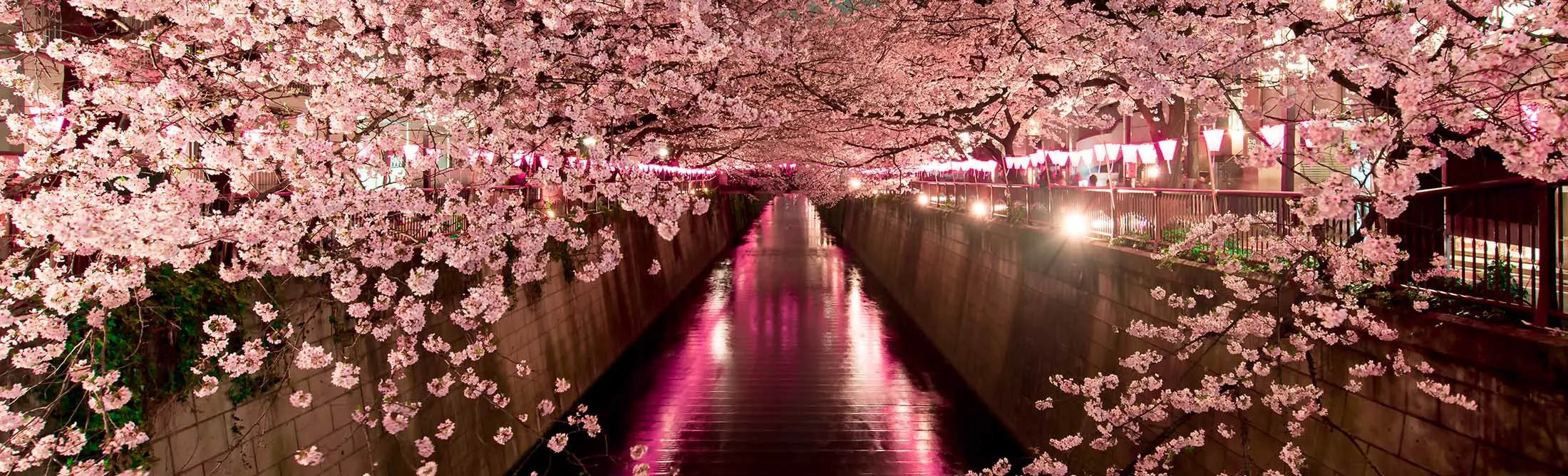 Cherry Blossoms at night in Tokyo
