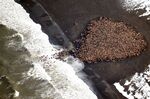 About 1,500 walruses gather on the northwest coast of Alaska in September 2014. Pacific walruses, looking for places to rest in the absence of sea ice, are coming to shore in record numbers, according to the NOAA.
