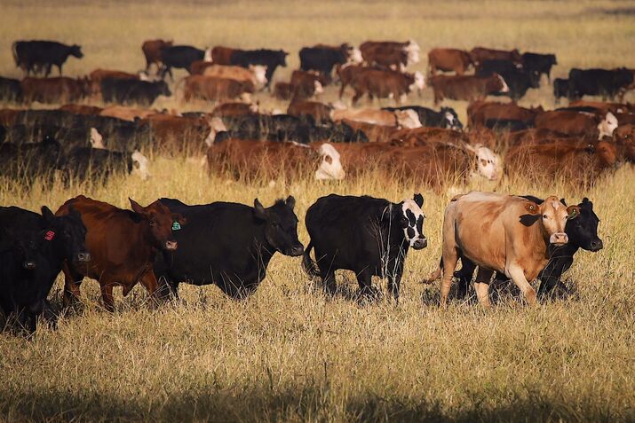 Cattle Farming in New South Wales Amid Escalating Tension With China