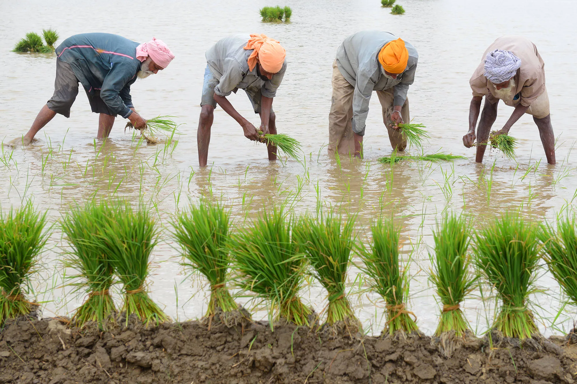 &nbsp;Indian farm labourers plant paddy seedlings in a field on the outskirts of Amritsar.&nbsp;