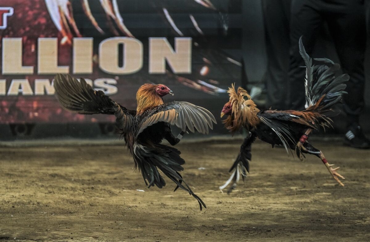 Online Cockfighting Wagers Rake In Billions In The Philippines Bloomberg
