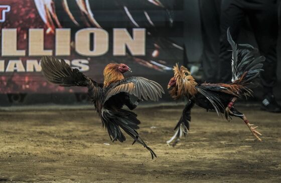 Online Cockfighting Wagers Rake In Billions In The Philippines