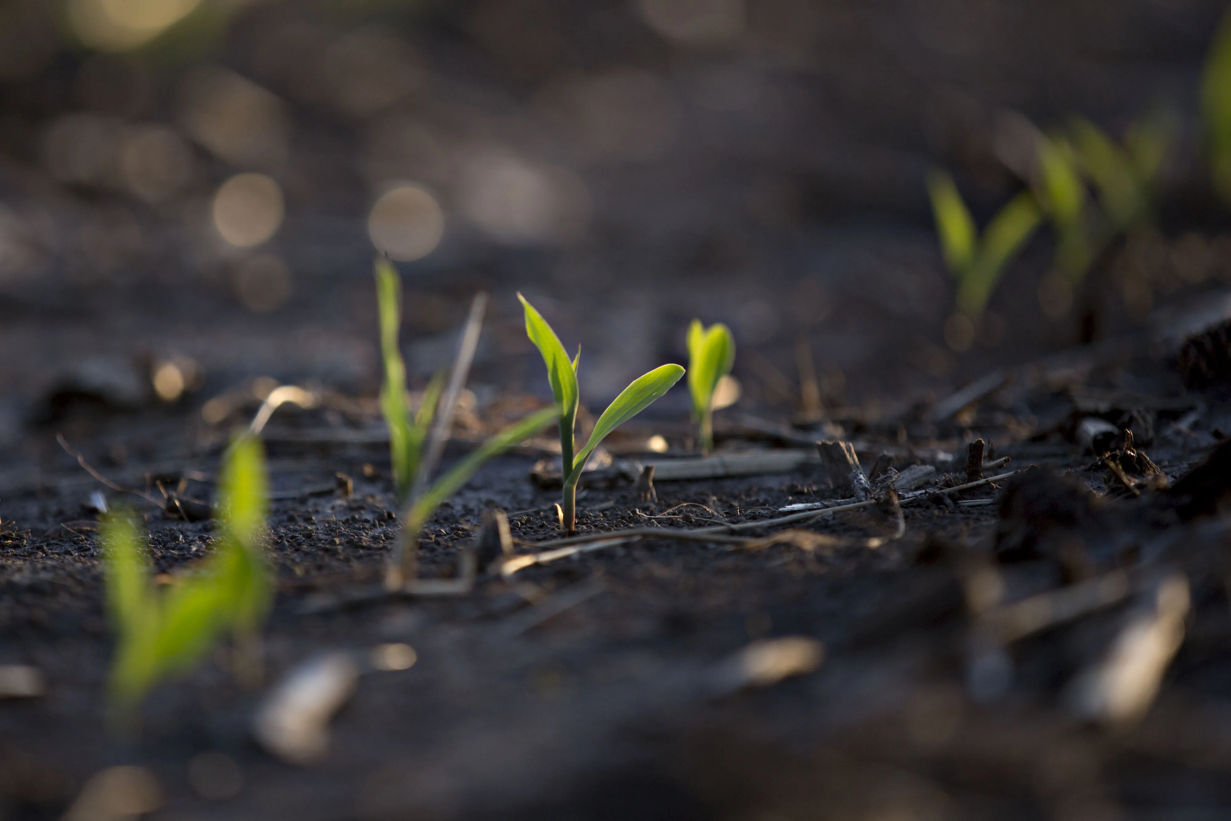 Corn Planting As More May Storms To Slow Seeding, Growth 