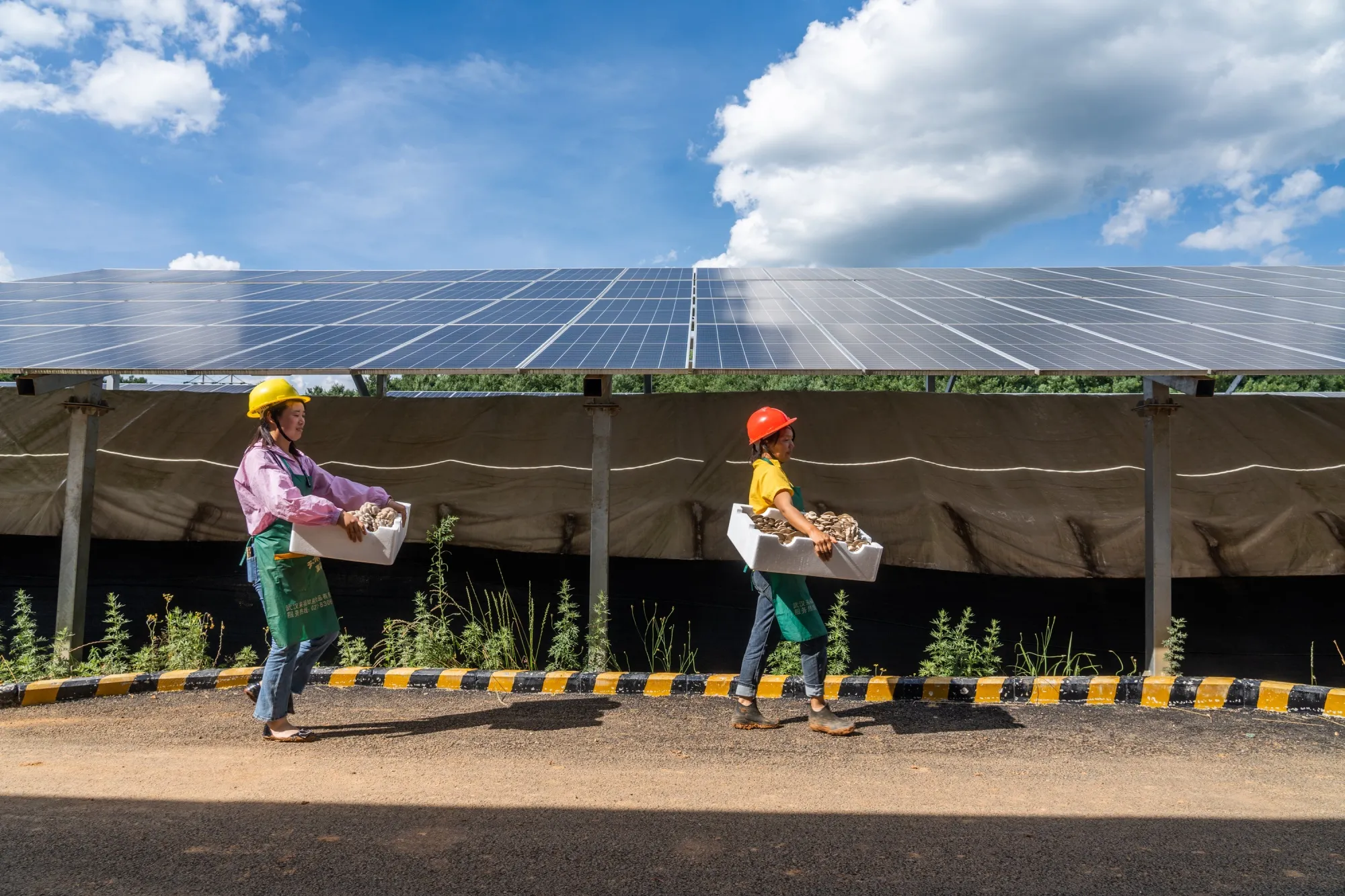 Farmers harvest mushrooms from beneath&nbsp;photovoltaic panels in Guizhou Province at a power station designed to reduce the impact on agriculture.