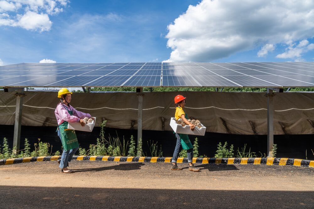 Farmers harvest mushrooms from beneath photovoltaic panels in Guizhou Province at a power station designed to reduce the impact on agriculture.