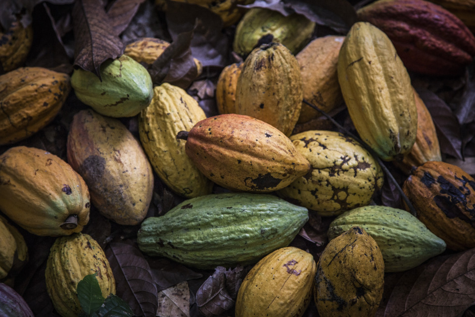 Cocoa fruit sit on the ground during harvesting on a plantation in Agboville, Ivory Coast.