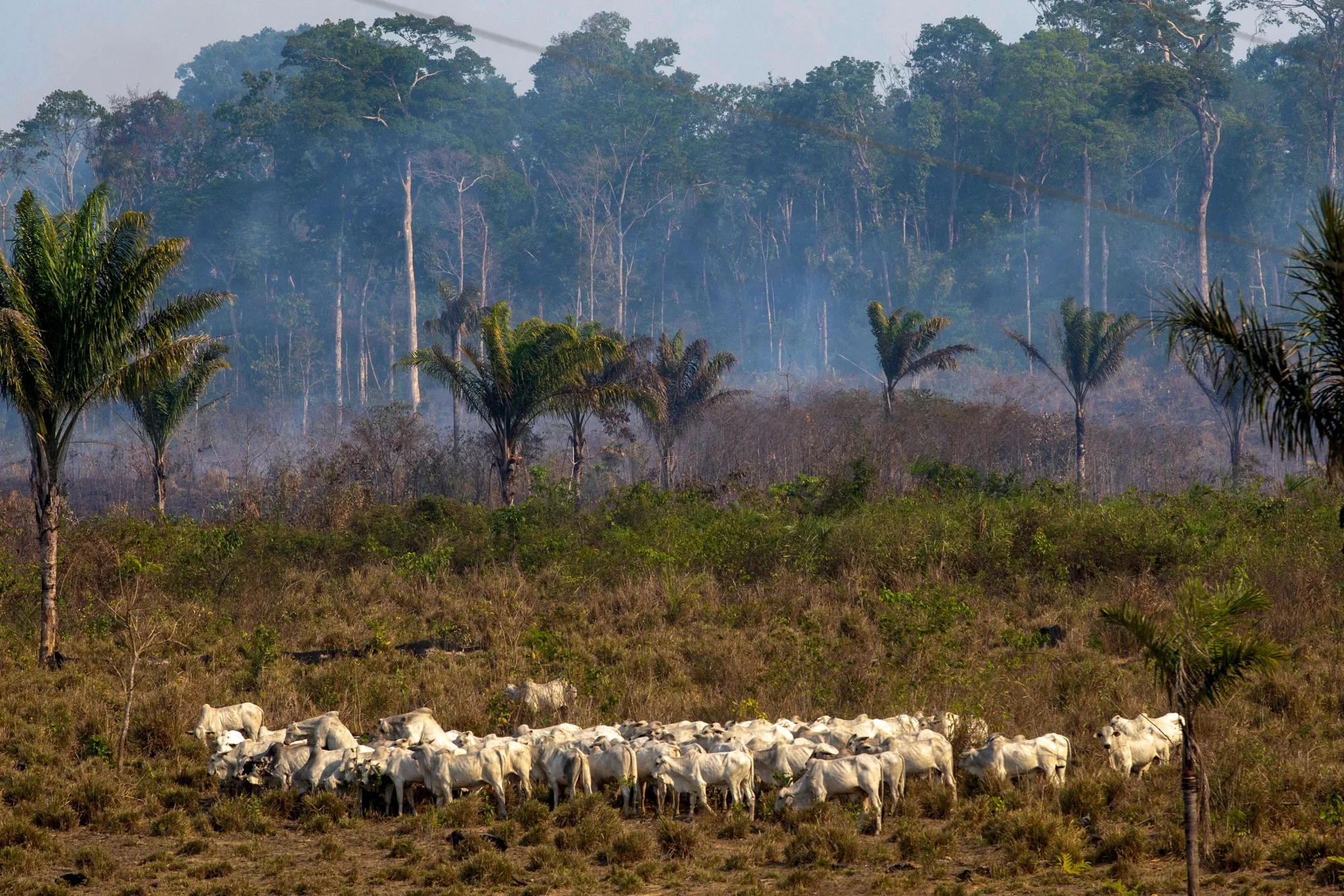 Cattle graze&nbsp;in the Amazon rainforest near Novo Progresso, Para state, Brazil.