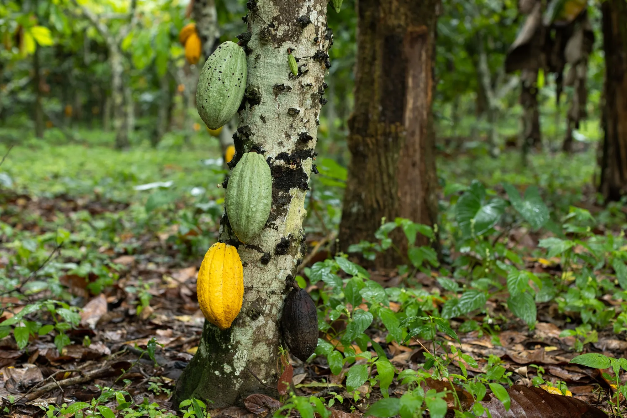 A cocoa pod turned black from disease hangs off an affected tree.