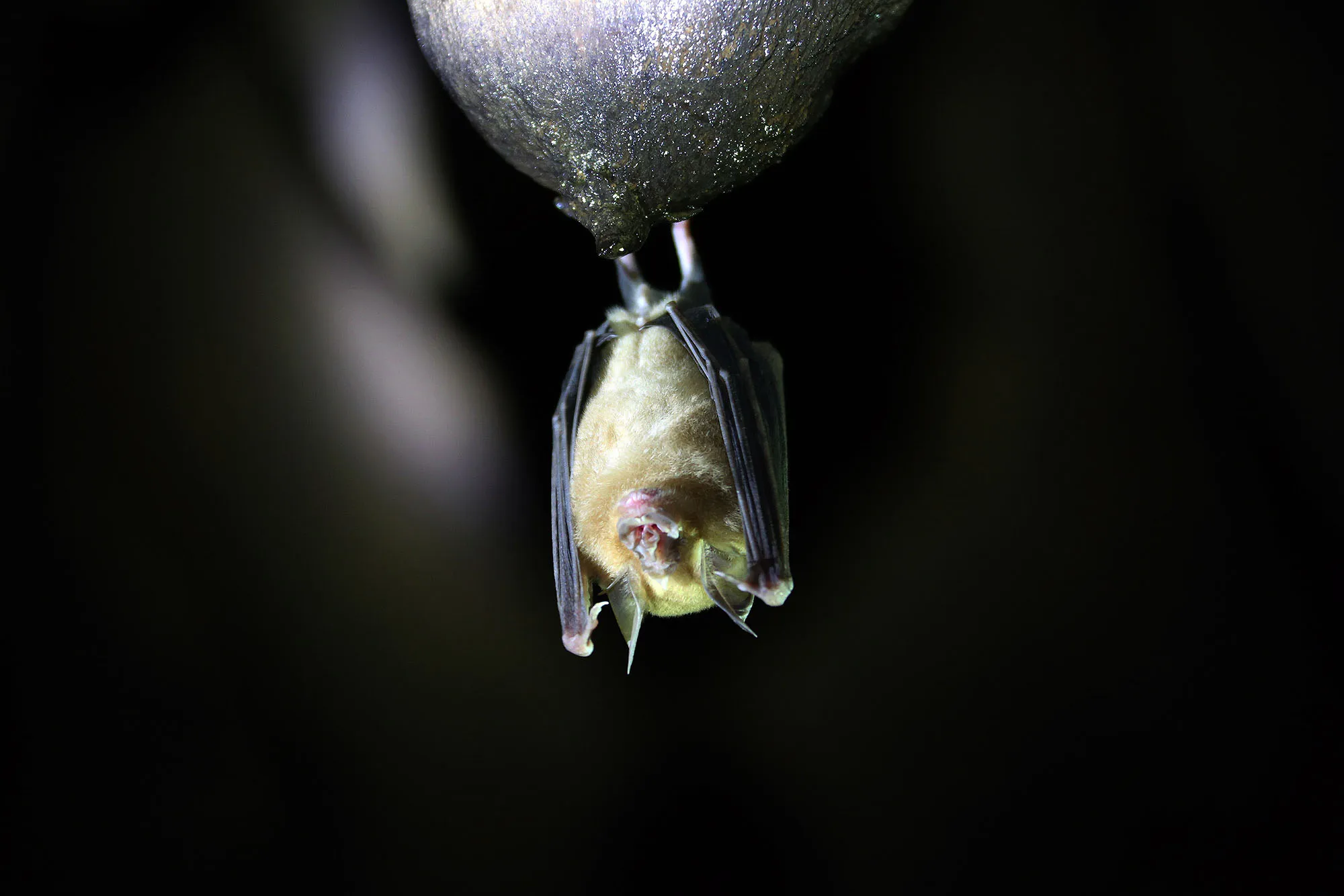 A bat hangs inside a cave in Weining County, southwest China's Guizhou Province.