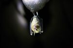 A bat hangs inside a cave in Weining County, southwest China's Guizhou Province.