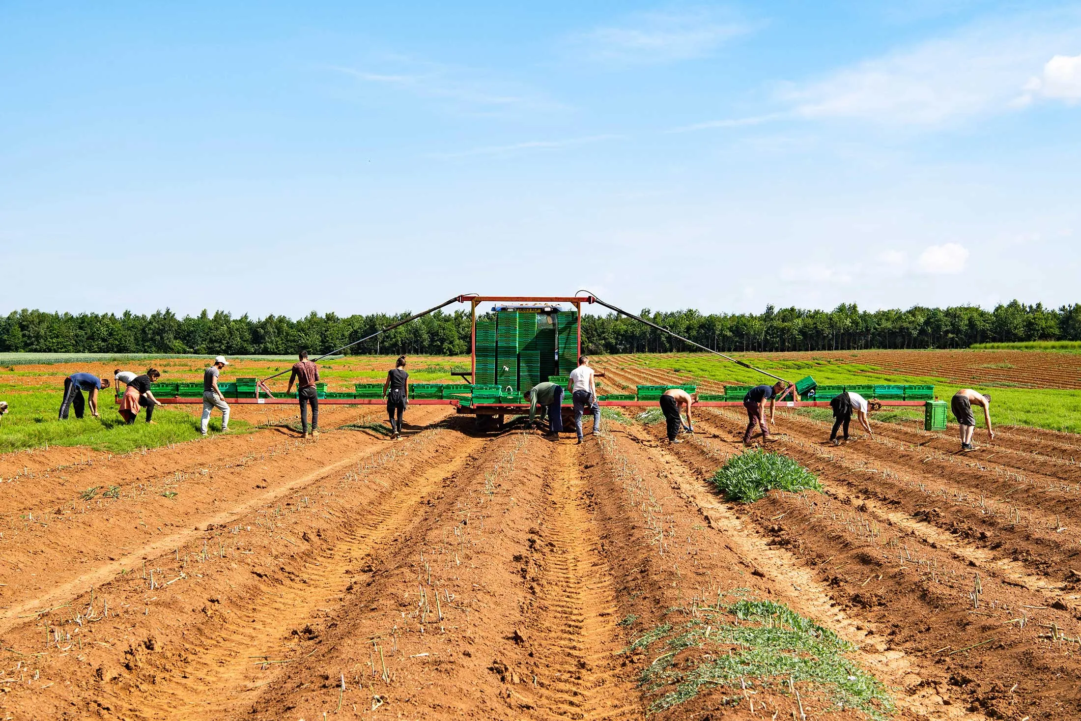 European workers harvesting the asparagus crop on a farm in the U.K. on June 13, 2018.