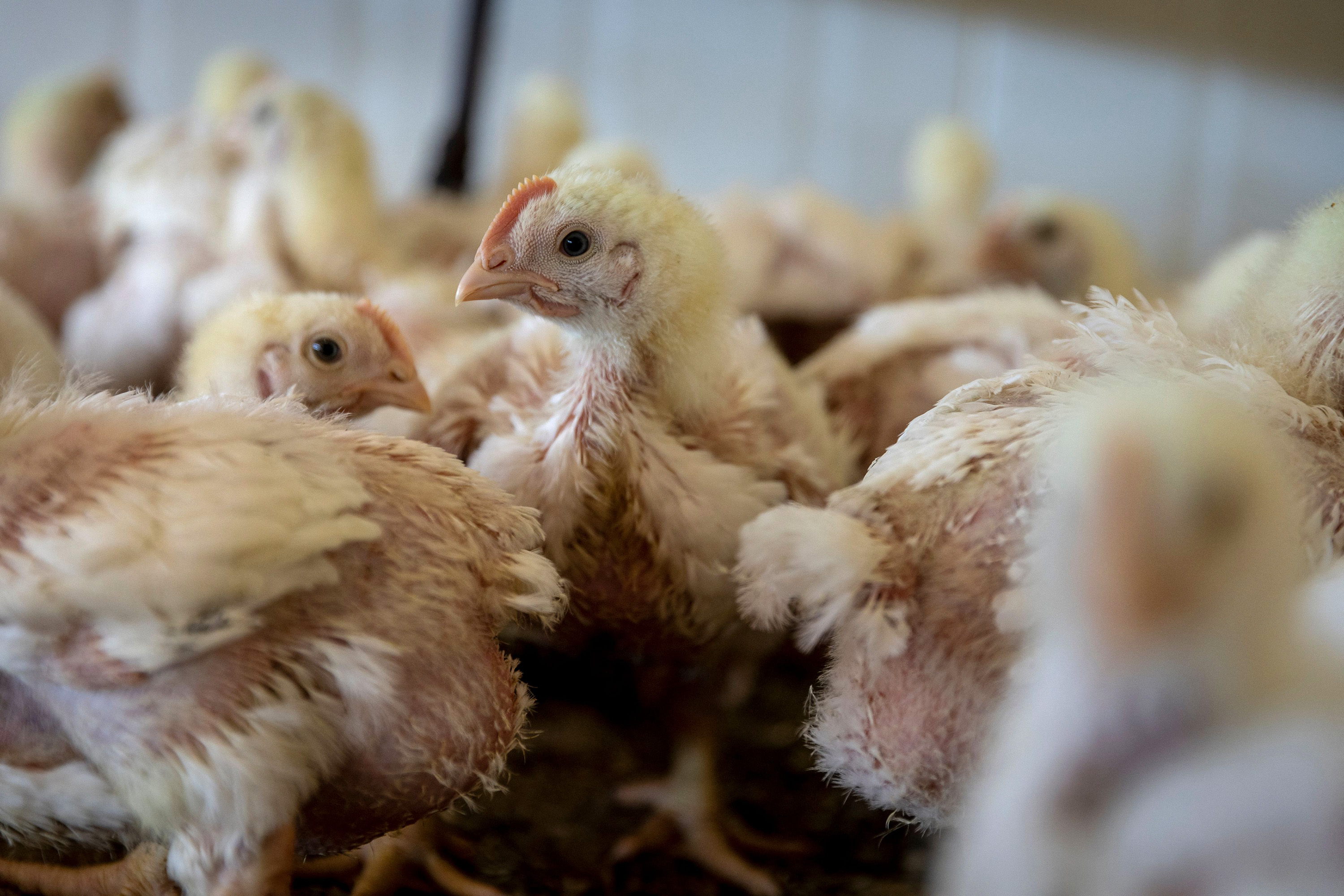 The US keeps millions of chickens in secret farms to make flu