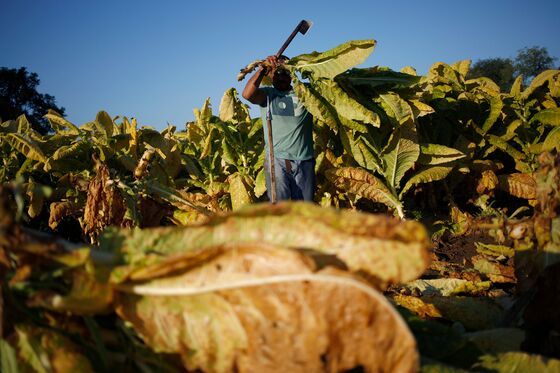 Vaping Puts a Choke Hold on the Last of America's Tobacco Farms