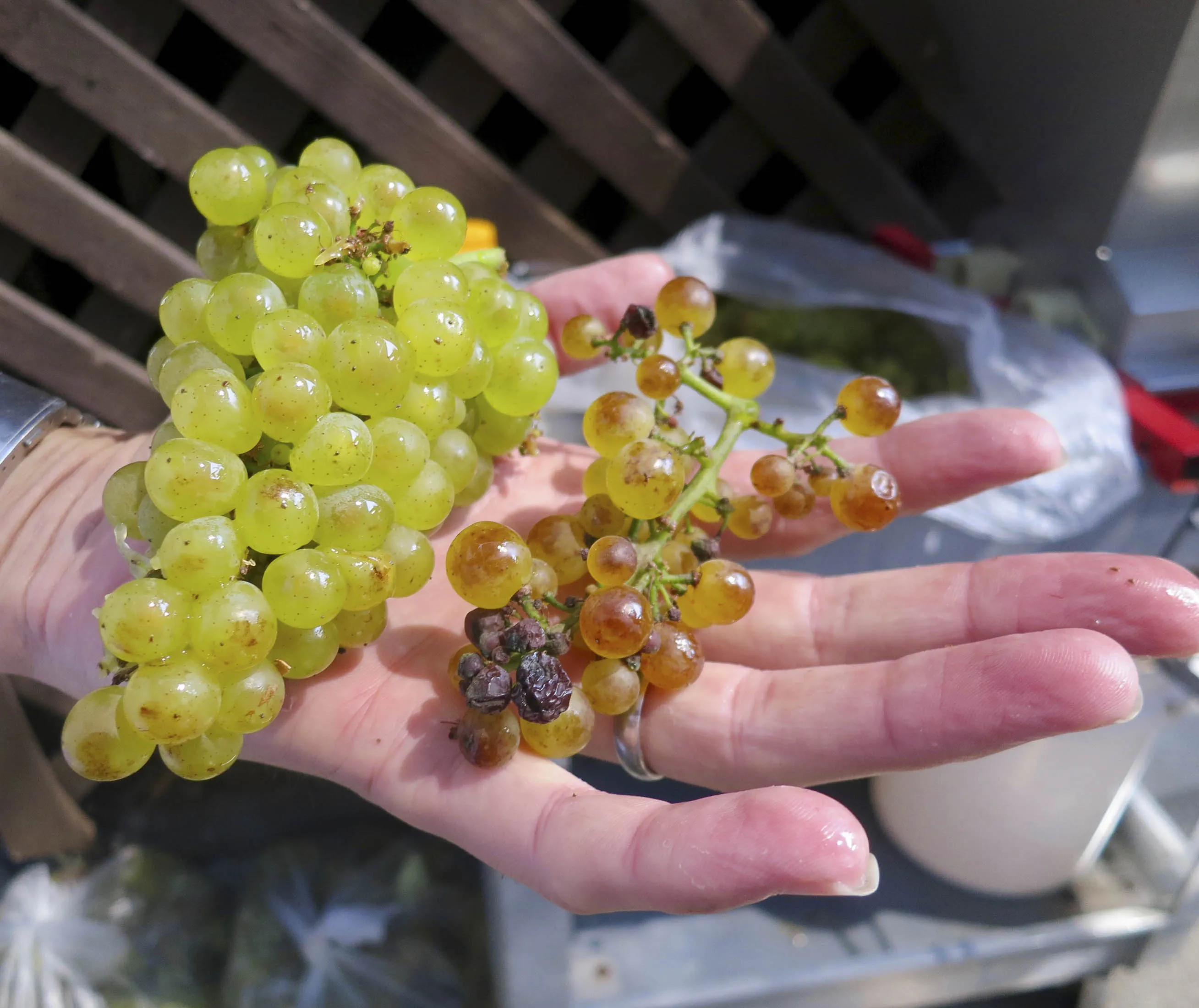 Healthy chardonnay grapes, left, and sunburned ones.