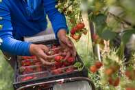 Fruit Farming Ahead of U.K. Post-Brexit Agricultural Commission