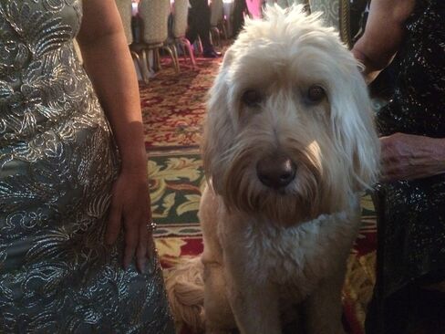 Reggie, distinguished gala guest