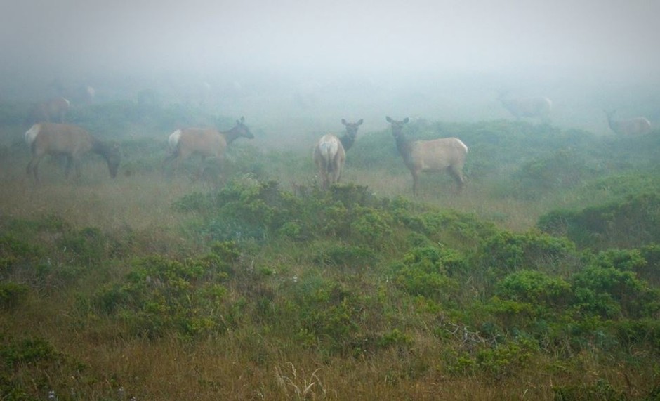 Elk stand at attention in California's famous Tule fog.