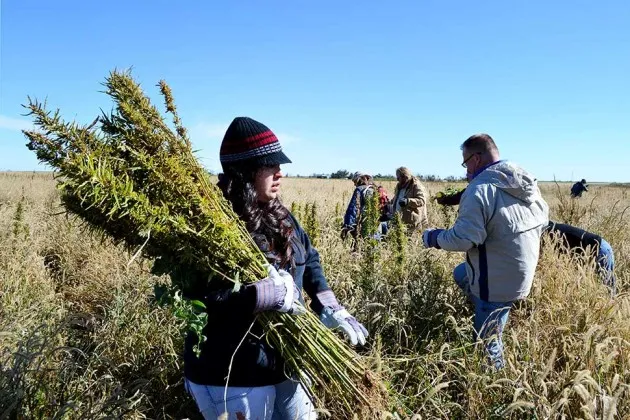 Volunteers harvest hemp in Springfield, Colo., in October 2013