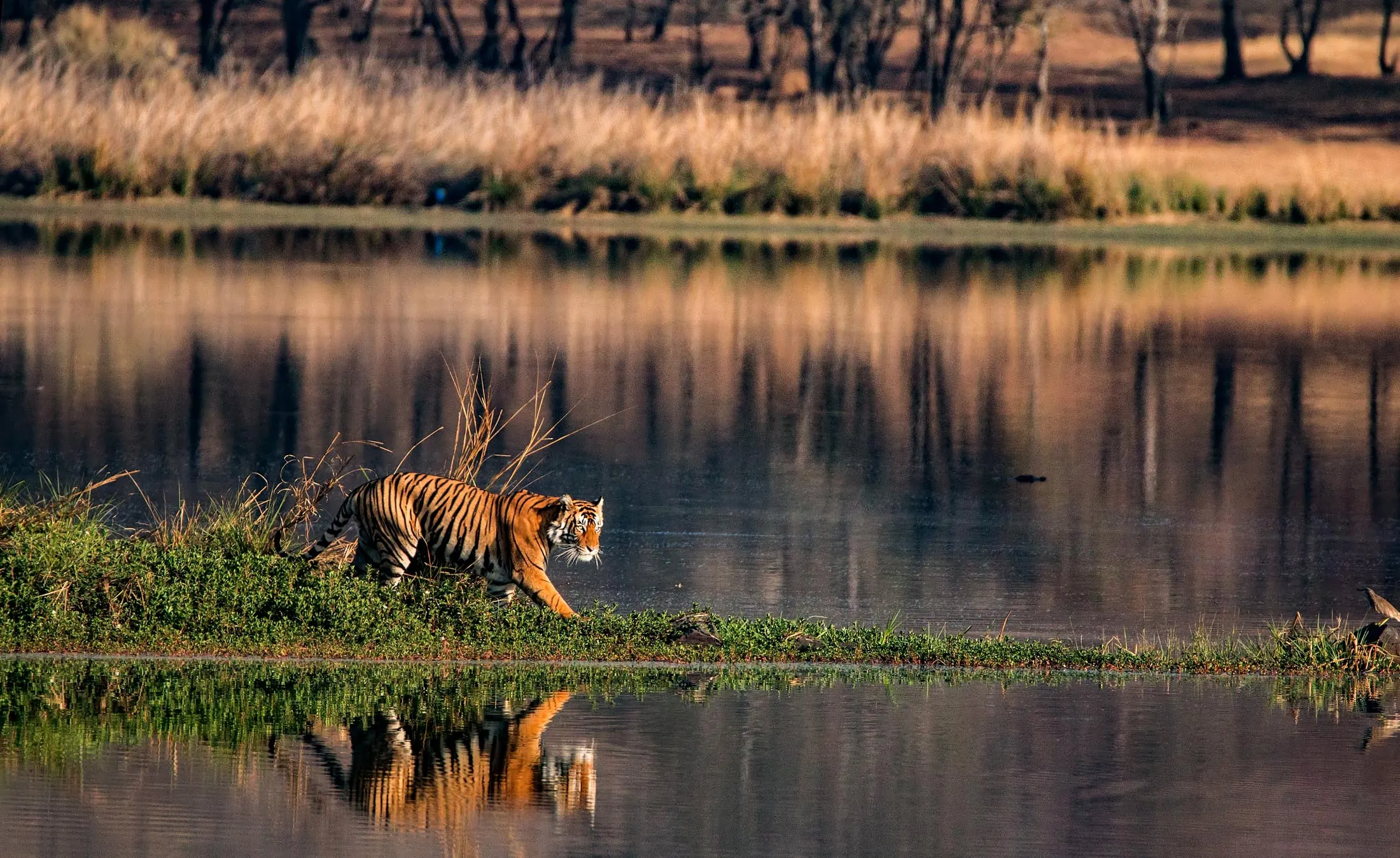 The Ranthambore National Park in India, which is surrounded by the Aravalli and Vindhya hill ranges. 