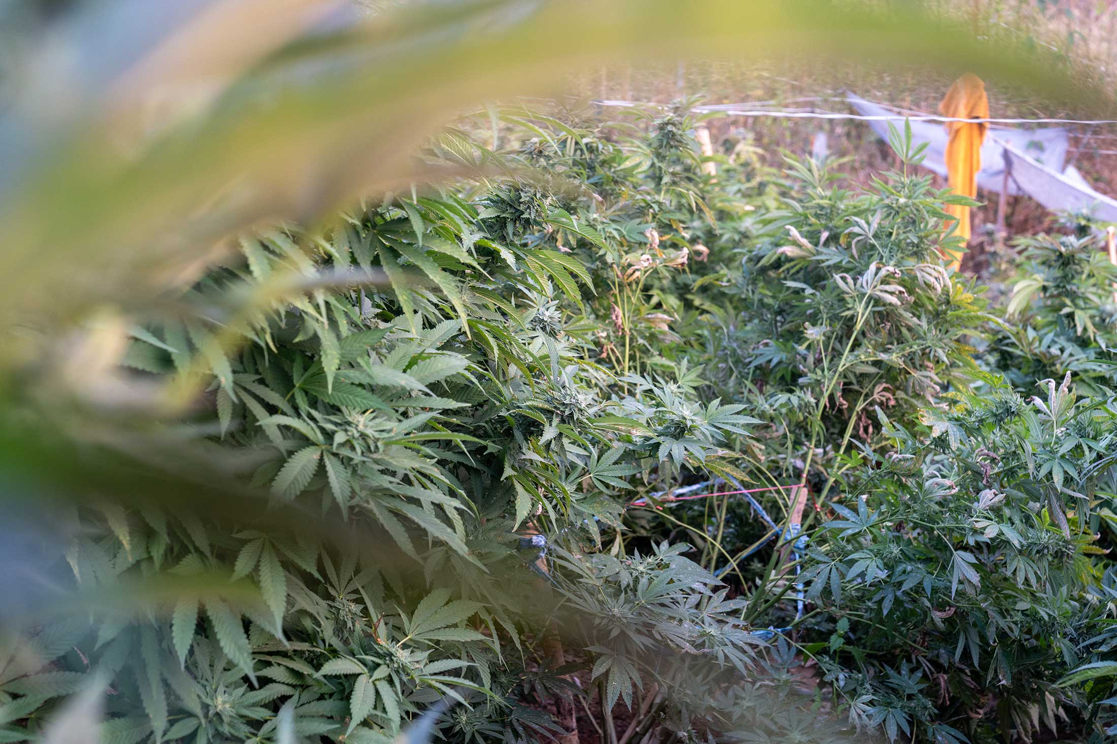 Farmers prioritizing organic and sustainable cultivation methods