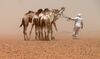 A camel herder guides his animals during a sandstorm at a camel market on the edge of Khartoum, Sudan. Photo by  Ian Timberlake/AFP via Getty Images