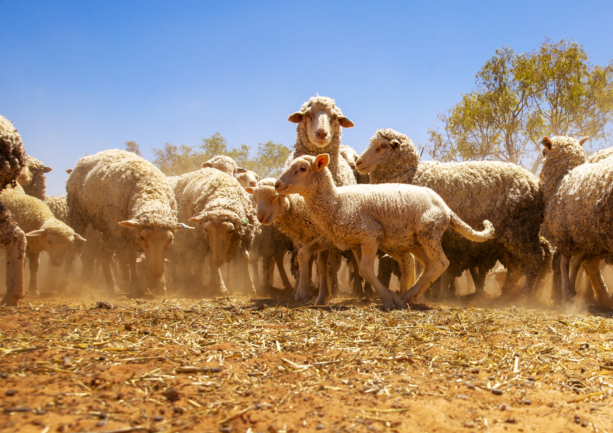 Australia Pushes To Phase Out Live Sheep Exports To Improve Animal ...