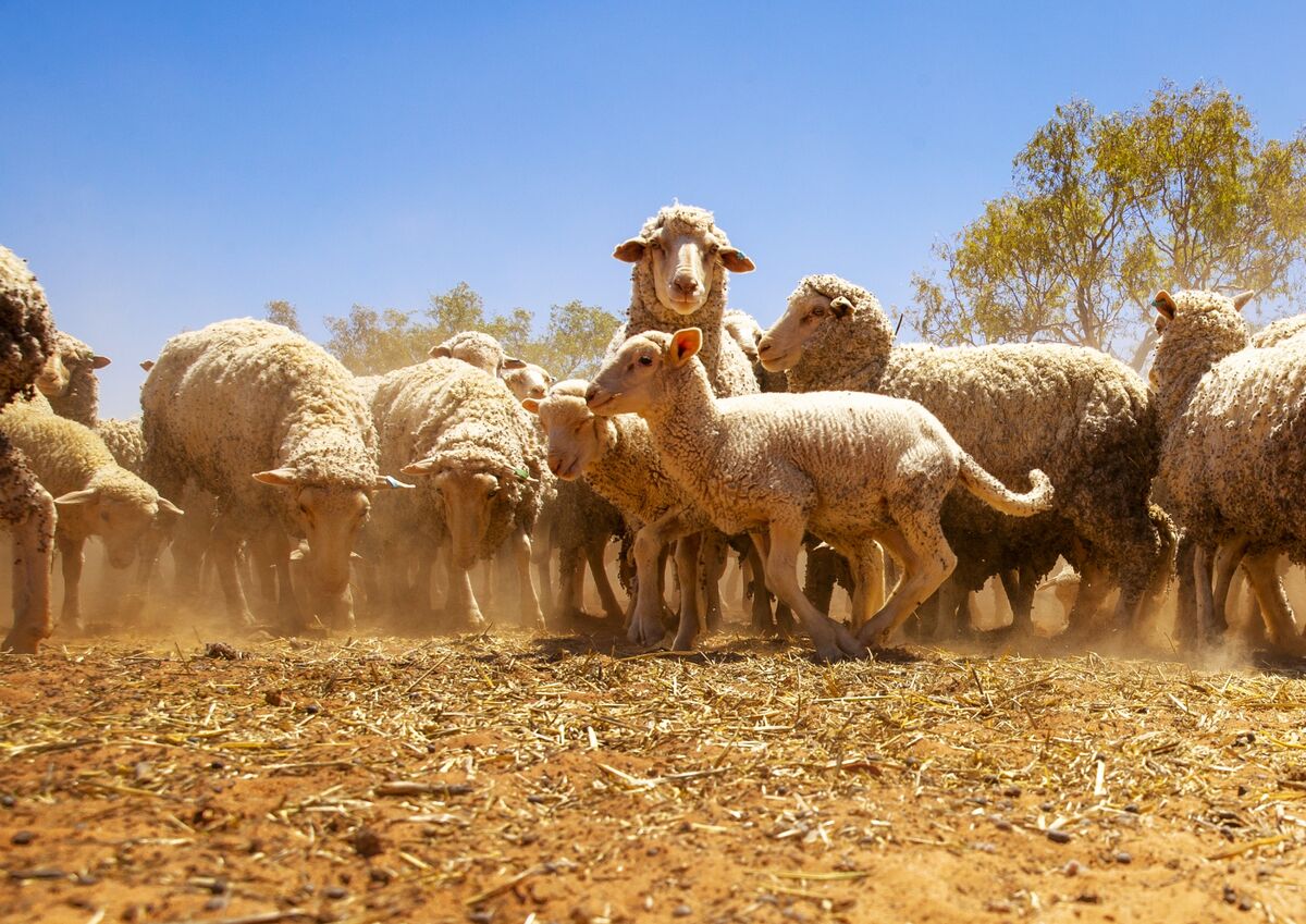 Australia Pushes to Phase Out Live Sheep Exports to Improve Animal Welfare  - Bloomberg
