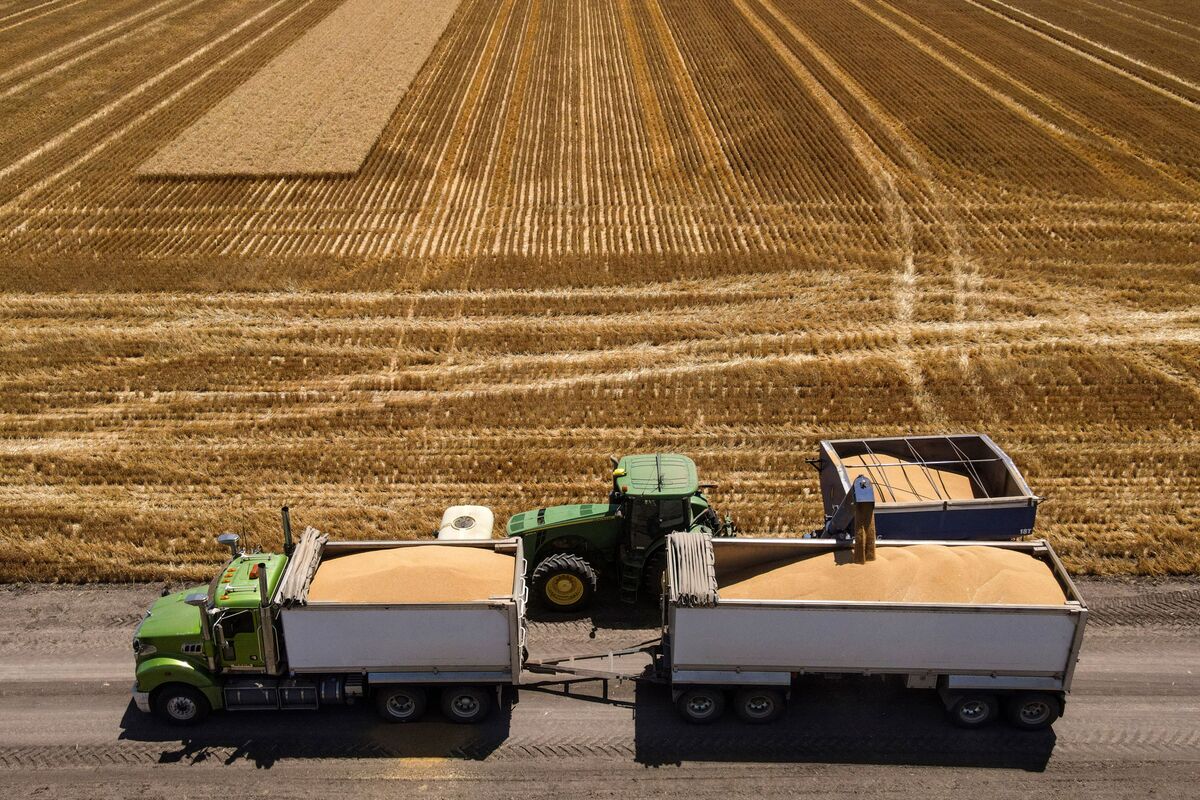 Dry Spell Takes Edge Off Australia’s Bumper Wheat Harvest