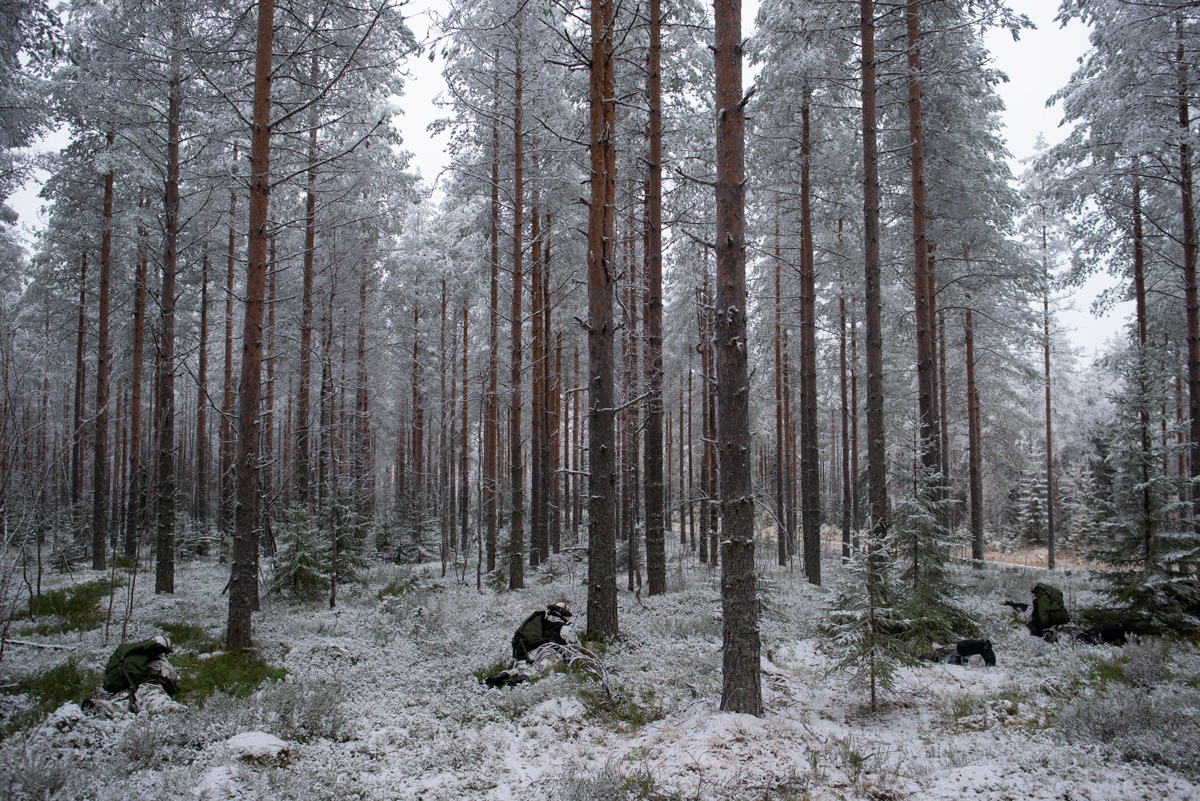 Four Finnish soldiers wearing white camouflage uniforms lie prone on a frost-covered forest floor. They face away from the camera toward a forest of tall trees stretching into the distance.
