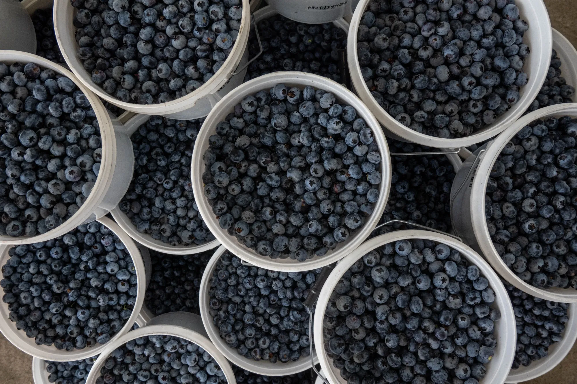 A Blueberry Harvest And Packing Facility As Mexican Berry Industry To Grow In 2022