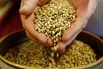 1471342014_barley-crop