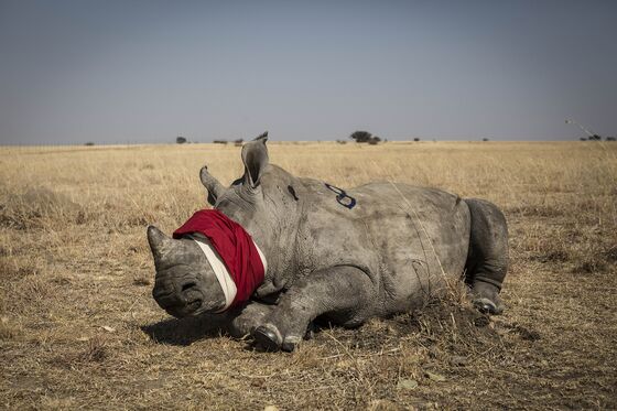 Botswana Raises Alarm Over Unprecedented Surge in Rhino Poaching