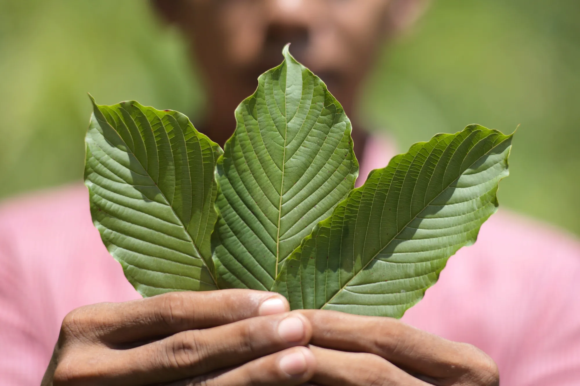 Kratom leaves at a farm in Pontianak, West Kalimantan, Indonesia.