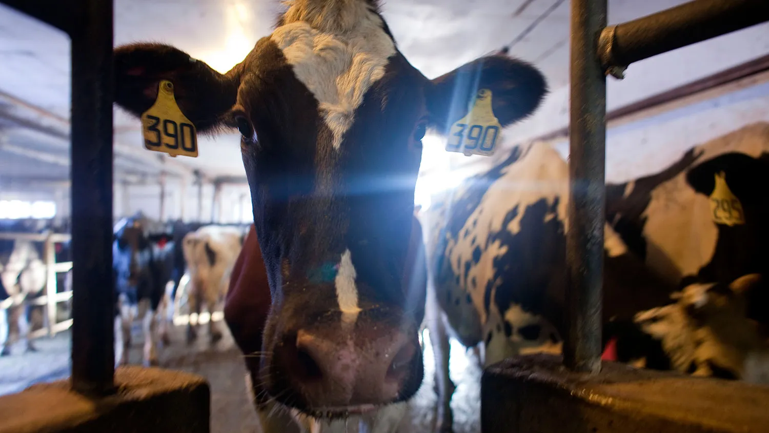 Dairy cows wait to be milked at a farm on Sept. 29, 2010, in West Bend, Wisconsin.
