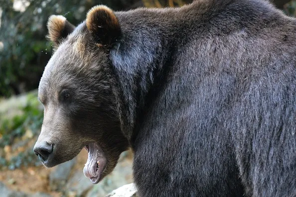 “Meme stocks rallies in a bear market are generally not sustainable,” said Vanda Research Head of Data Giacomo Pierantoni.
