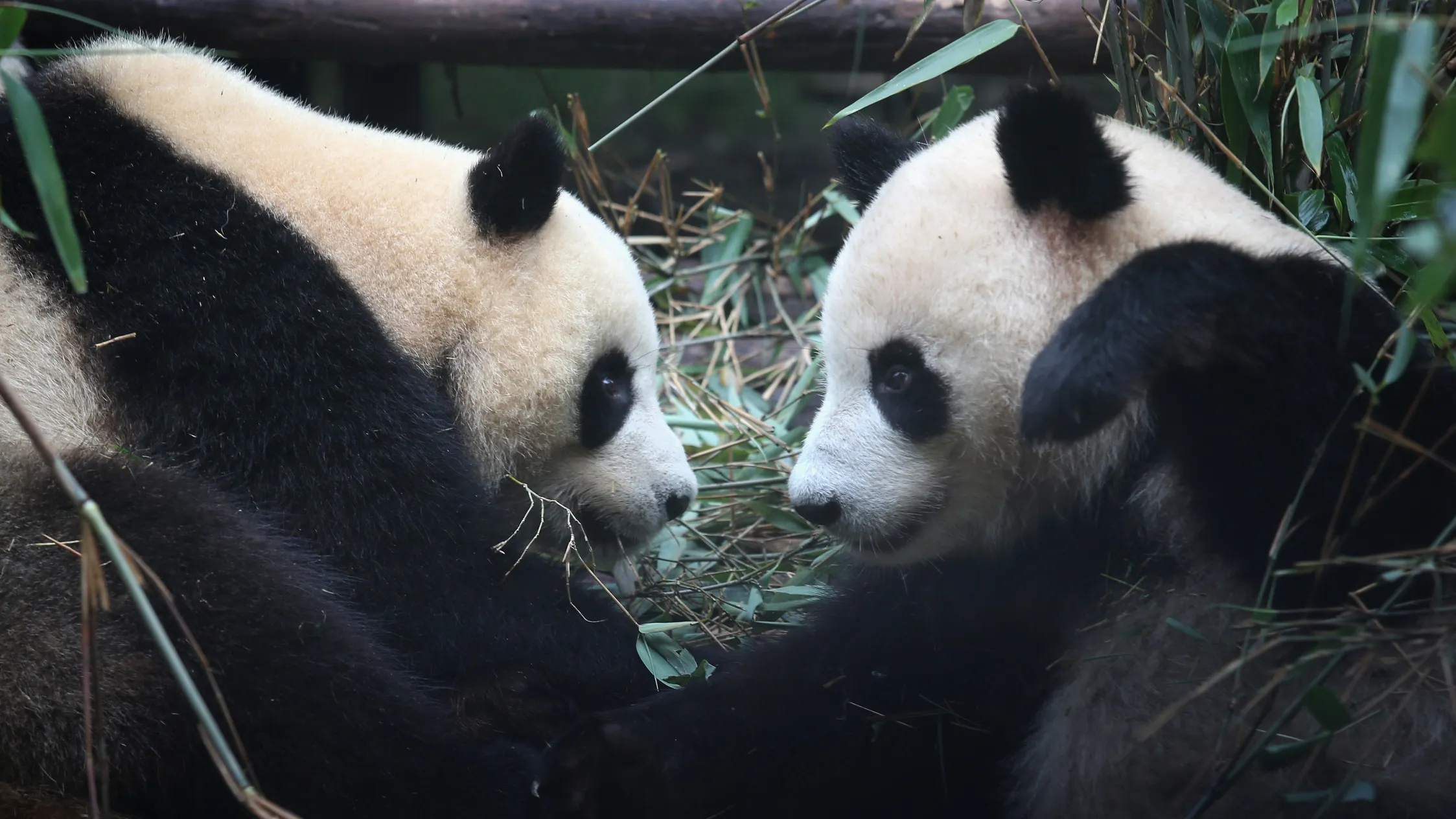 Giants pandas
