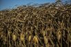 Latin American Land Owners Are Fighting To Keep Power Lines Out 