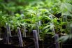 Marijuana plants grow at the MedMar Healing Center, a medical-marijuana dispensary, in San Jose, Calif., on Feb. 7, 2013.
