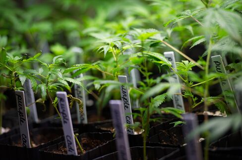 Marijuana plants grow at the MedMar Healing Center, a medical-marijuana dispensary, in San Jose, Calif., on Feb. 7, 2013.