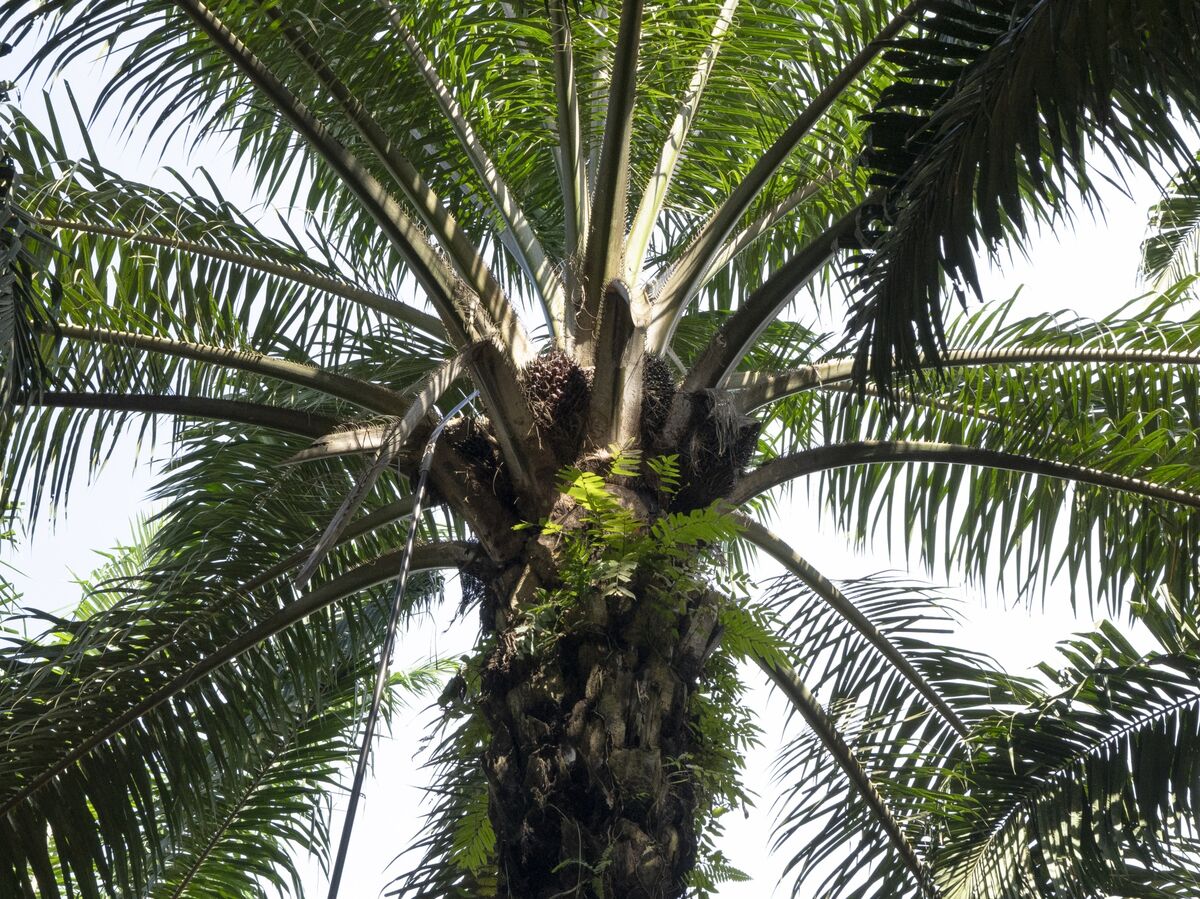 Palm Oil Advances as Crude Rally Boosts Outlook for Biofuels