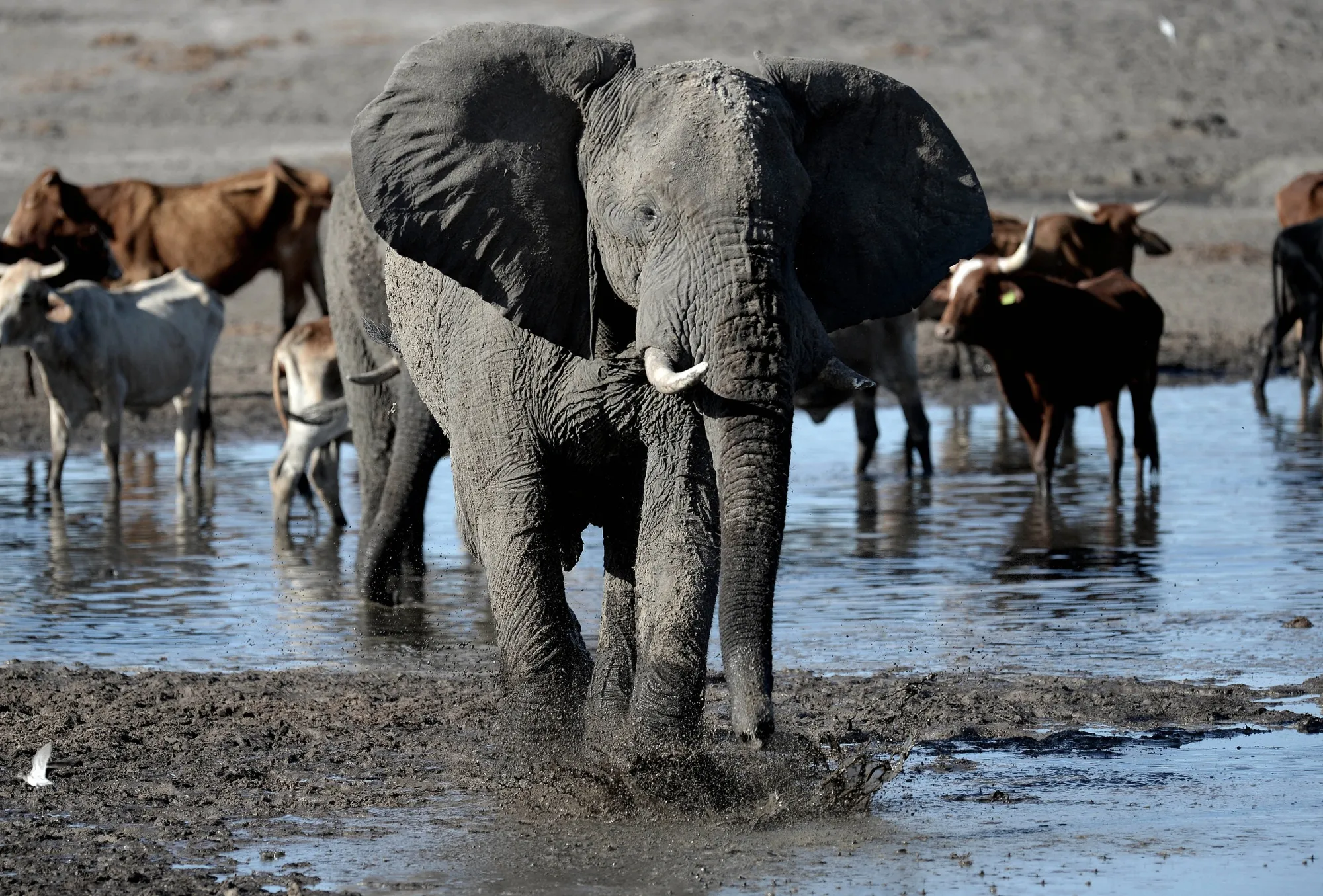 There are about 135,000 elephants in Botswana.
