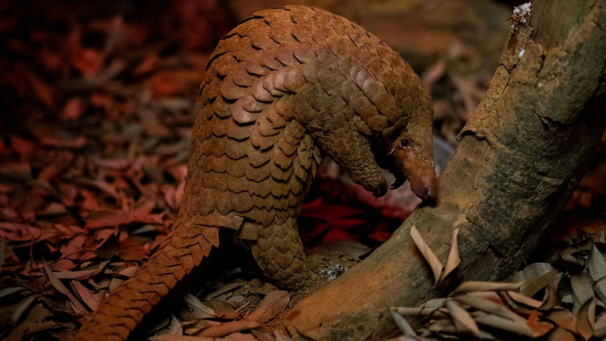 Demand for Pangolin Scales Could Bring the Species to Extinction - Bloomberg
