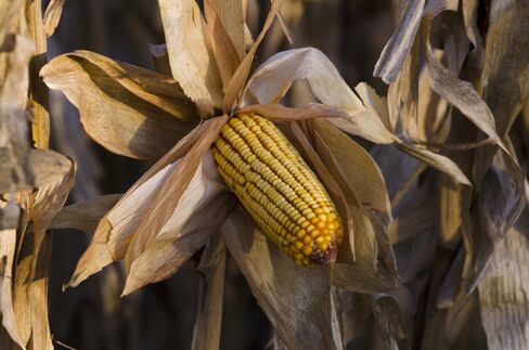 Corn Joins Bear Market for Crops as Demand Slows, Planting Gains